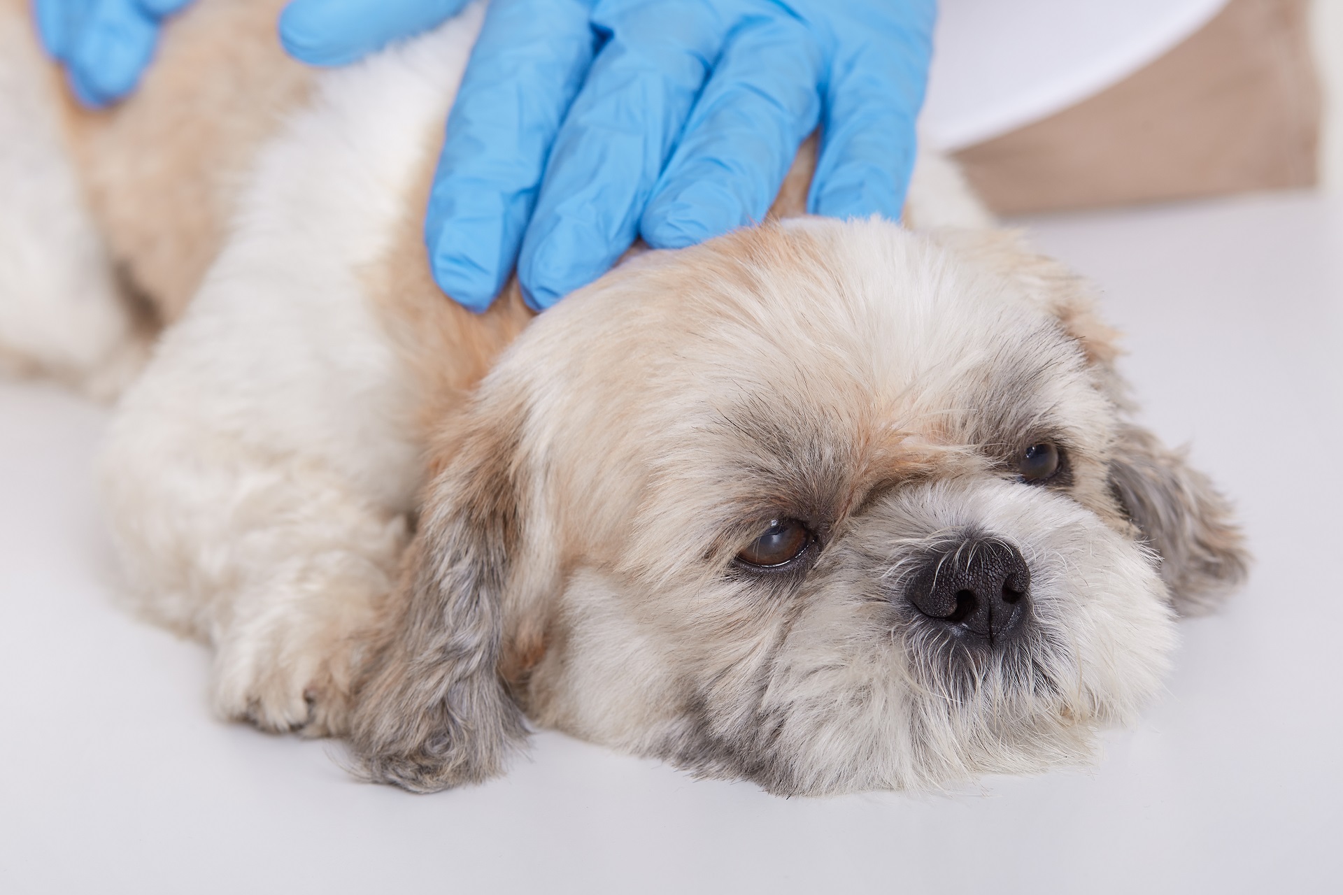 Rabies blood test for best sale dogs cost